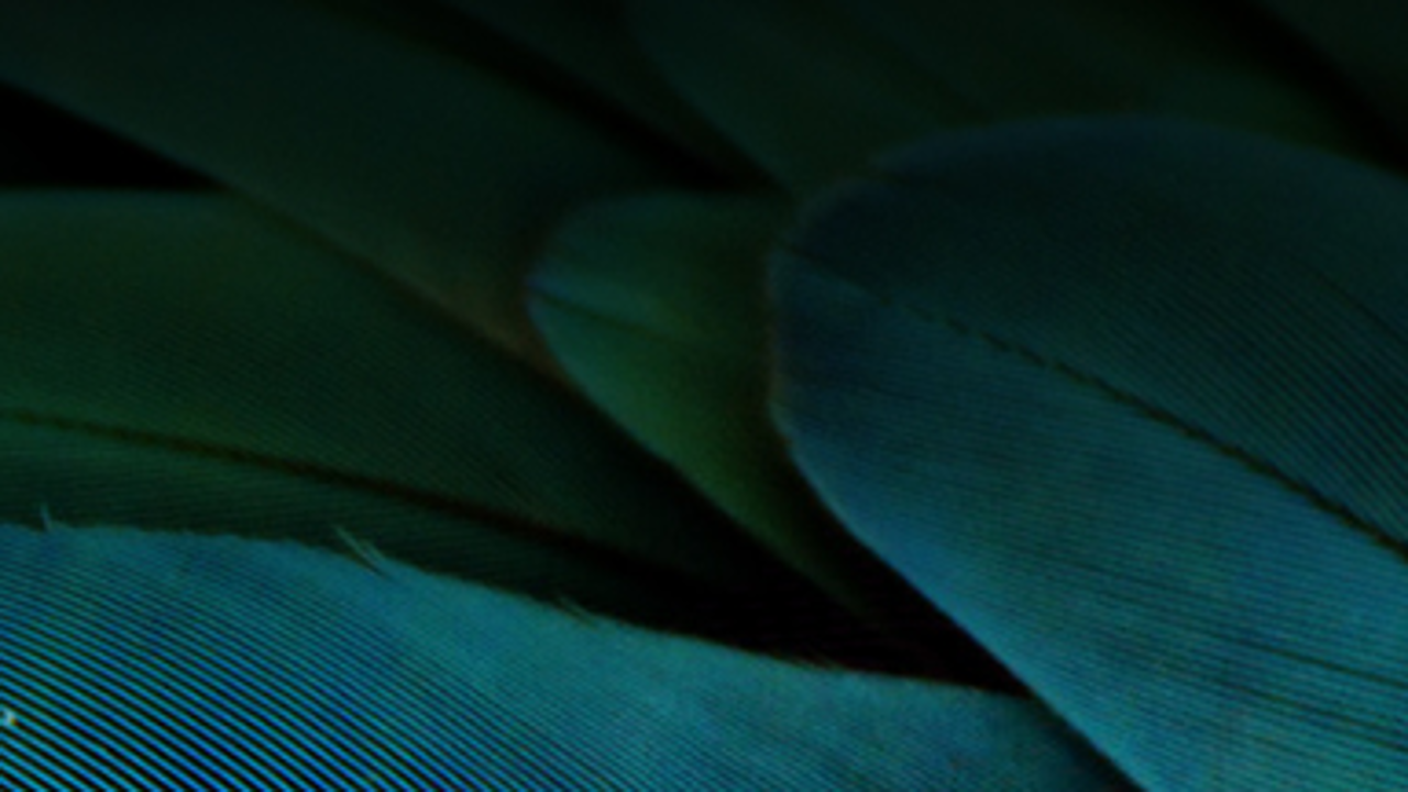 Macro photograph of an iridescent feather, the metaphor for a silky coating